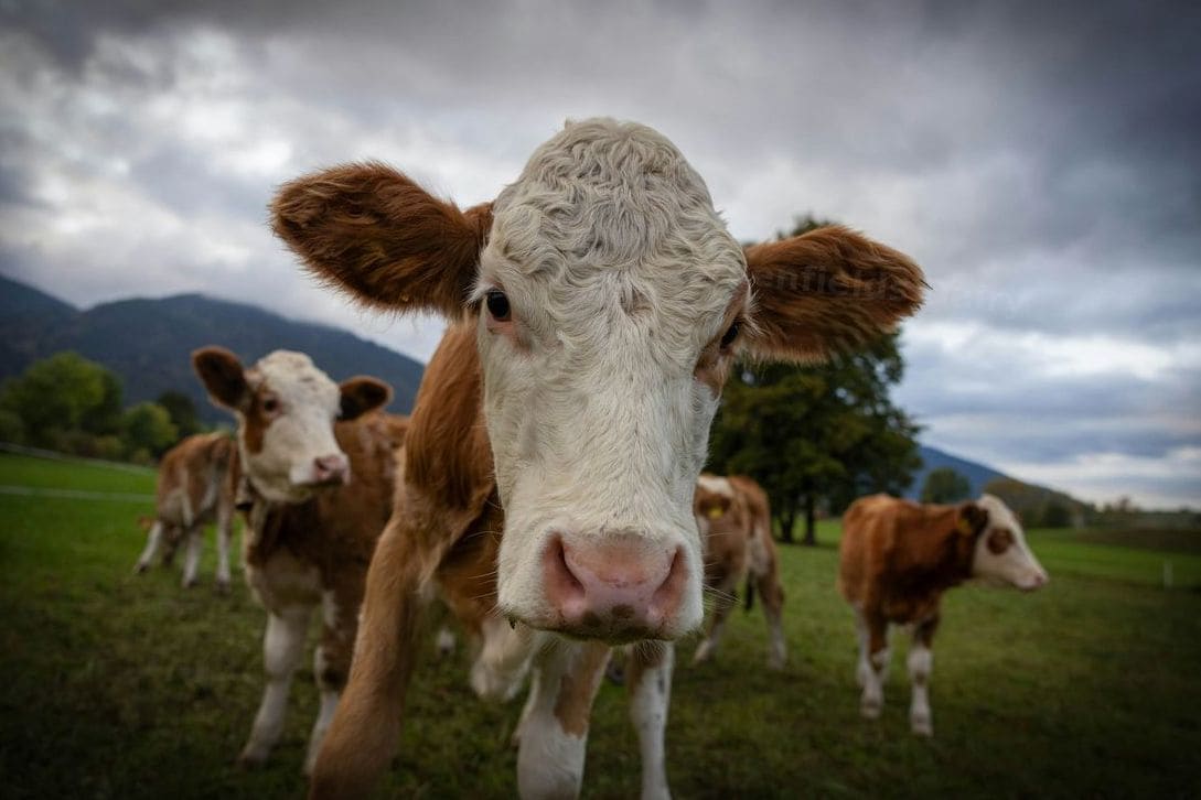 From Farm to Fridge: How Fresh Milk Is Carefully Handled at Greenfields Dairy