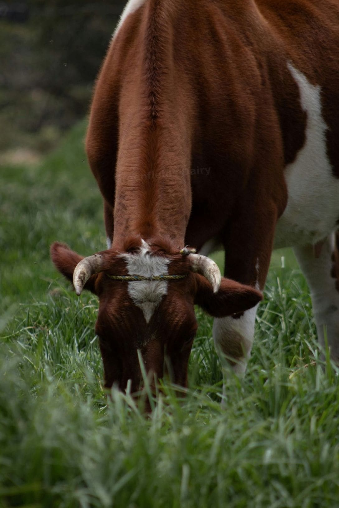 Greenfields Dairy 1