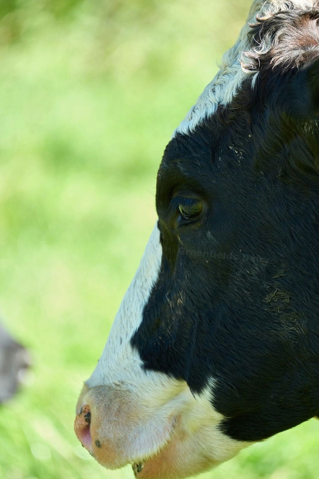 Greenfields Dairy 12