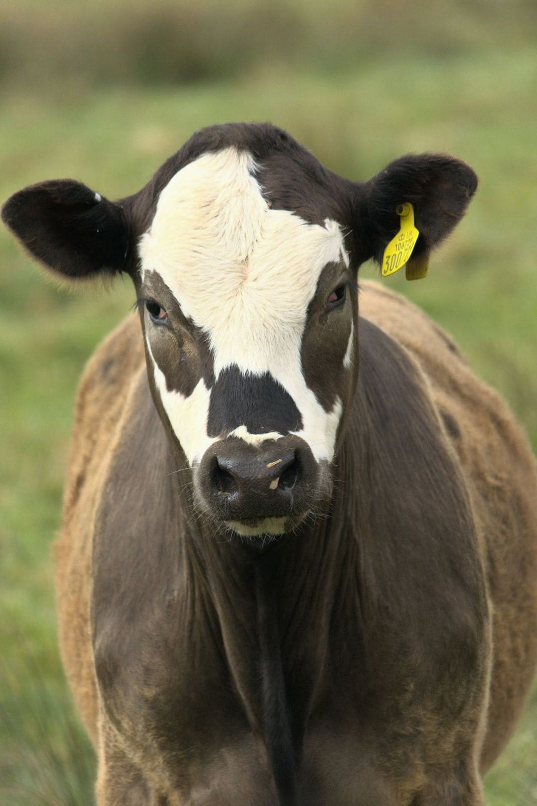 Greenfields Dairy 3