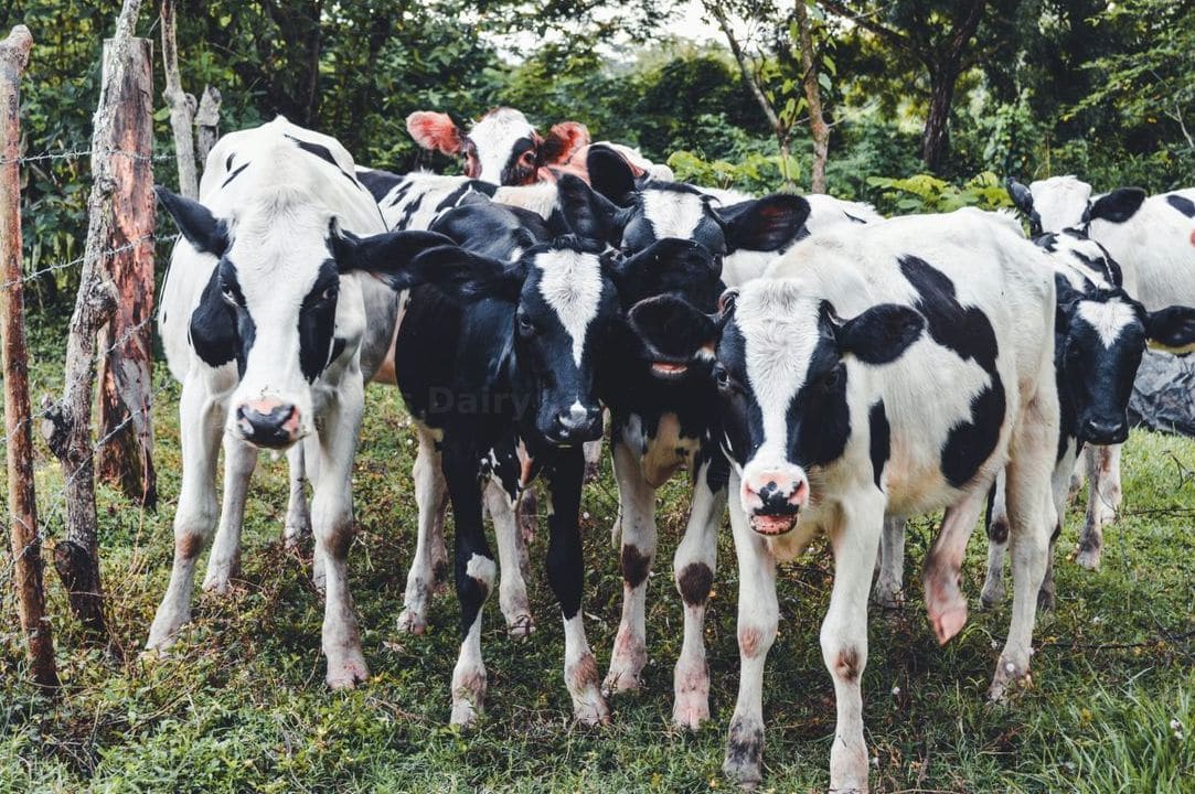 Greenfields Dairy 9